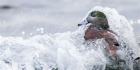 6 Tips For Sea Duck Hunting Success