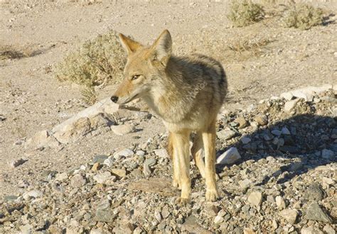 Death Valley wildlife — Stock Photo © jeffbanke #9405267