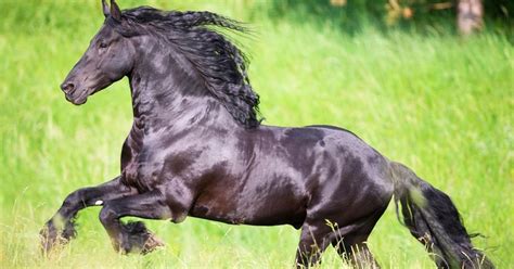 How Much Does A Friesian Horse Cost? - National Equine