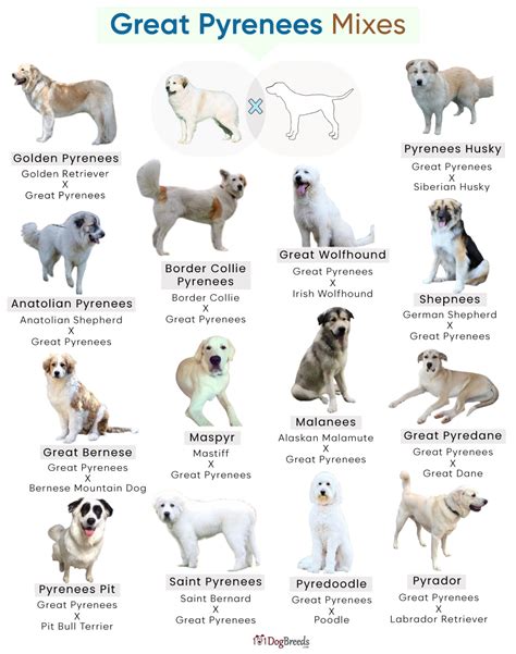 List Of Popular Great Pyrenees Mixes With Pictures | atelier-yuwa.ciao.jp