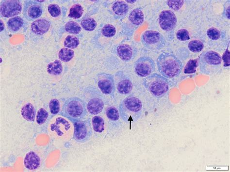 Plasma cell tumours in dogs: multiple myeloma - Veterinary Practice