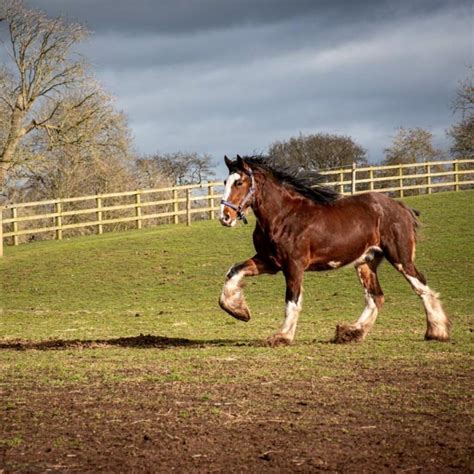 7 Worst Horse Breeds for Beginners (And Why)