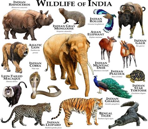 Wildlife of India Framed Art Print by Wildlife Art by Roger Hall ...