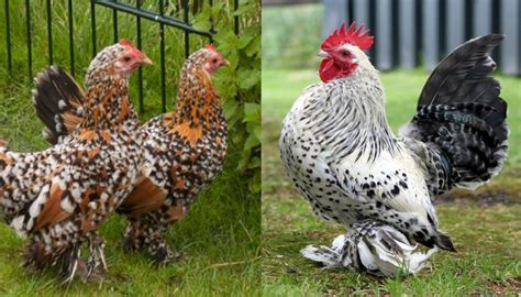 Top 10 Bantam Chicken Breeds for Beginners