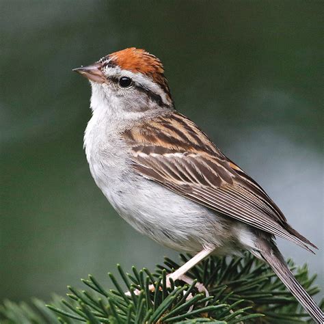 Chipping Sparrow | Audubon Field Guide