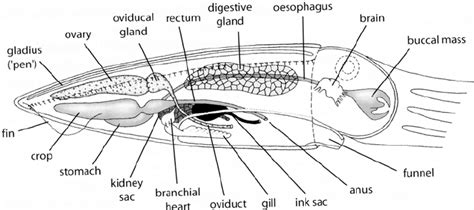 Cuttlefish Anatomy