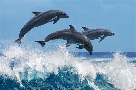 Dolphins jumping over breaking waves, Hawaii | Dolphins, Nature sounds ...