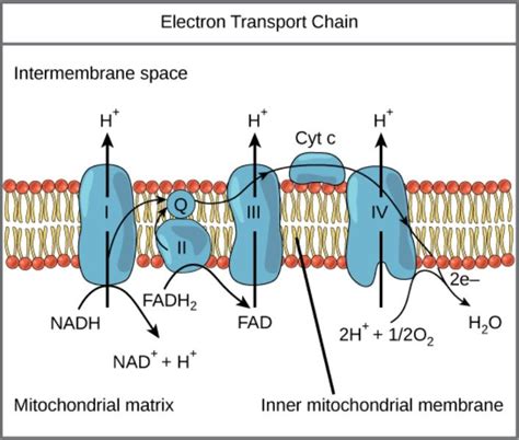 Mitochondria: Structure, Functions and Diagram – StudiousGuy