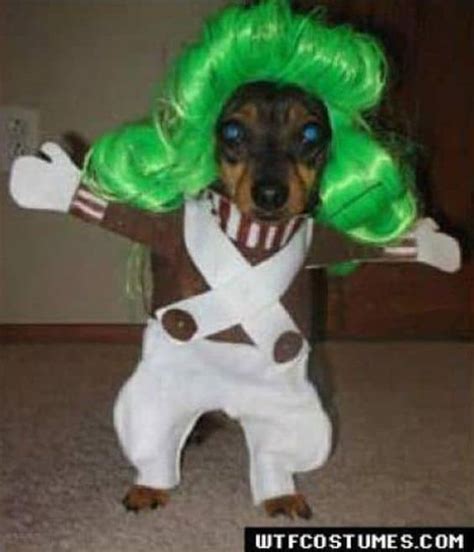 the best Halloween Costumes for Dogs - A girl and a glue gun