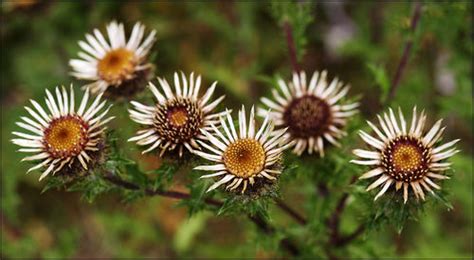 Carline Thistle (Carlina vulgaris) · iNaturalist