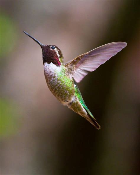 Hummingbird Flying - Canon Digital Photography Forums | Hummingbird, I ...