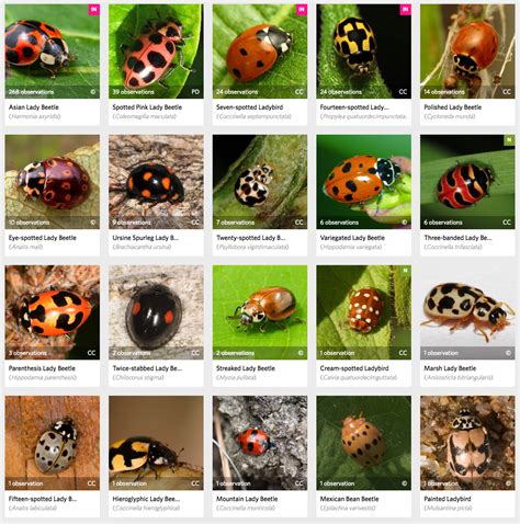 My Fair Lady Beetle | Vermont Center for Ecostudies