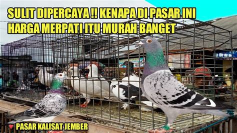 GREBEK PASAR MERPATI// BELI MERPATI POS RACING SUPER MURAH BANGET SATU ...