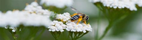 Do Bees Like Achillea Plants? - Bee Life