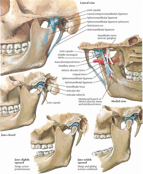 Condylar Process Of Mandible