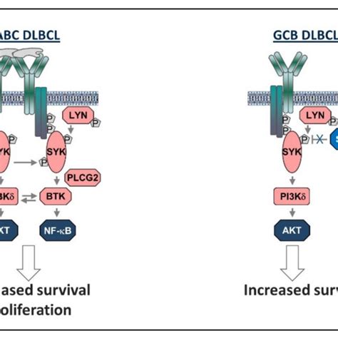 (PDF) Mechanisms of B Cell Receptor Activation and Responses to B Cell ...