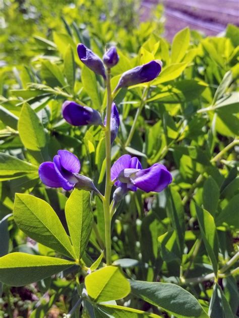 Blue Wild Indigo AKA Baptisia Seeds (Certified Organic) | Garden Hoard ...