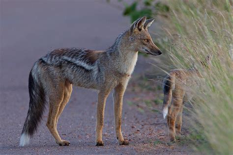 Side-Striped Jackal | Canidae Wiki | Fandom