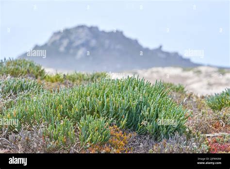 Fynbos nature reserve in the background hi-res stock photography and ...