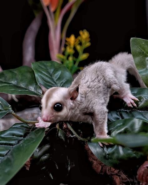 20+ Sugar Glider Colors and Patterns Explained (With Pictures)