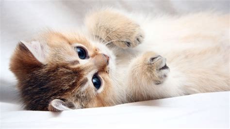 Cute Cat Images Hd Wallpapers