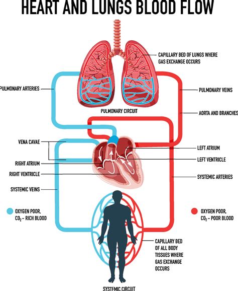 Diagram showing heart and lungs blood flow 7092274 Vector Art at Vecteezy