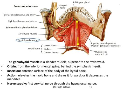 Geniohyoid Function