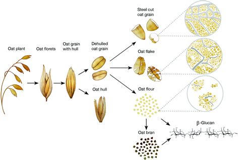 Oat Plant Diagram