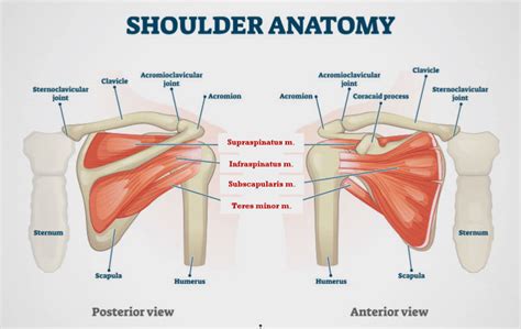 Managing Shoulder Instability - Edmonton Bone & Joint Centre