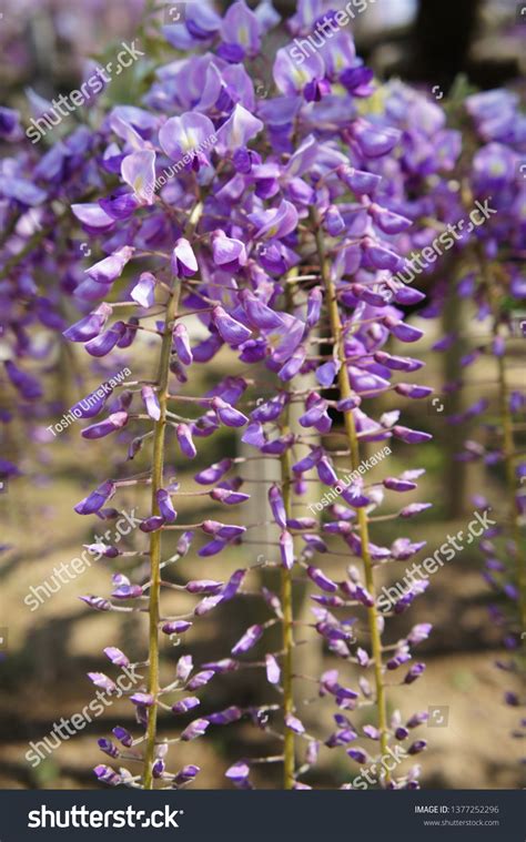 Wisteria Blooms Japan Stock Photo 1377252296 | Shutterstock