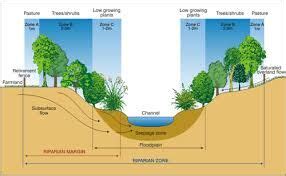 Riparian Zone Diagram