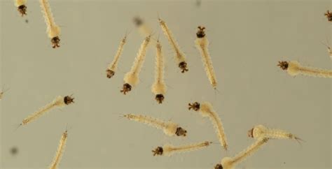 Research Snapshot: Mosquito larvae are surprisingly complex ...