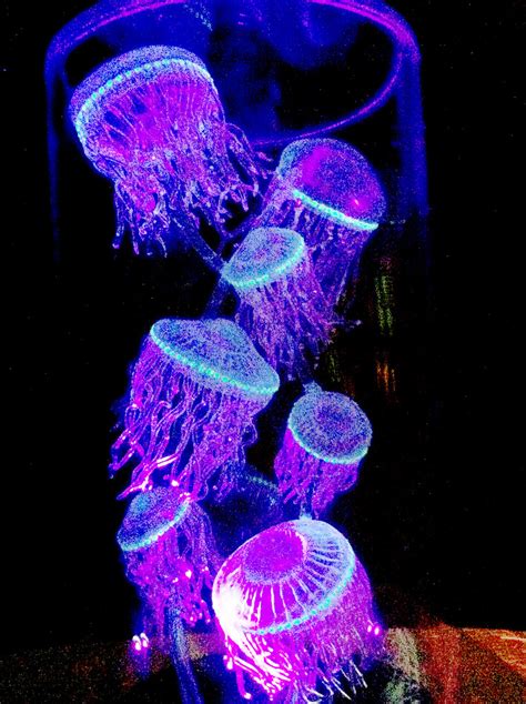 Jellyfish, Both Bioluminescent and Fluorescent | Creatures o… | Flickr