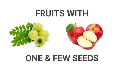 Flash Cards | Fruits - 2 | One and Few Seeds - YouTube