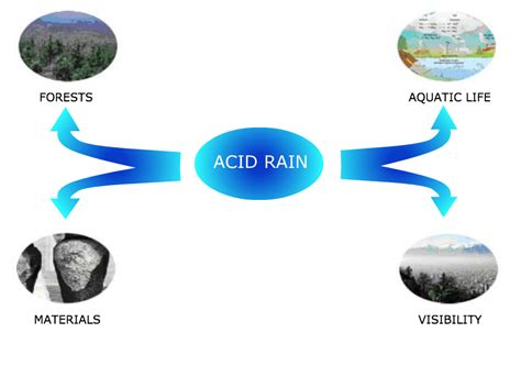 Effects Of Acid Rain On Plants