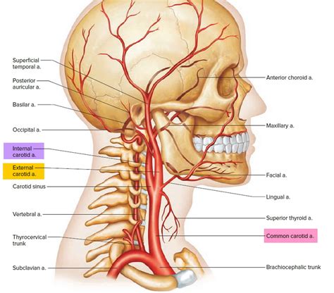 Carotid endarterectomy indications, risks, complications & recovery