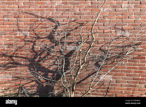 red stone wall with branches placed in front of it Stock Photo - Alamy