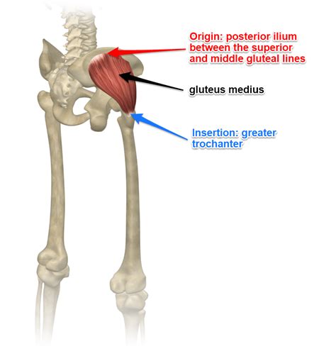 Gluteus Medius Muscle, Its Attachments and Actions - Yoganatomy