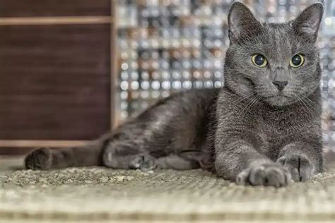 Russian Blue Cat Breed Info: Pictures, Temperament & Traits - Catster