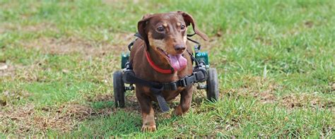 The Complete Guide to Wheelchairs for Dogs | TrustedHousesitters.com