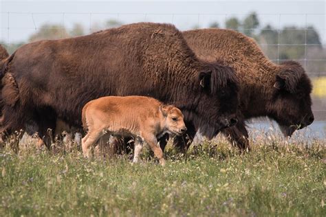 Bison - Backcountry Views