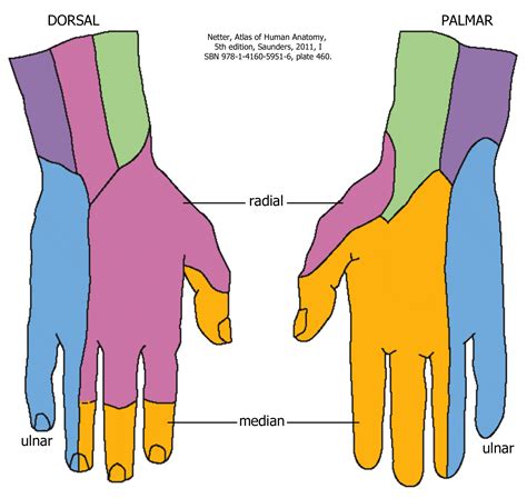 Neurovascular Supply of the Hand – Mind & Motion Anatomy