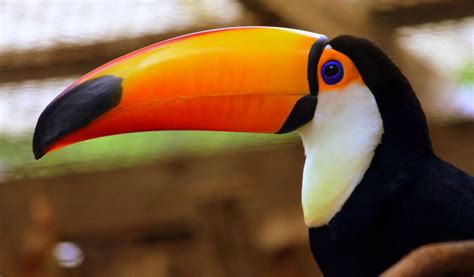 Toco Toucan - Facts, Diet & Habitat Information