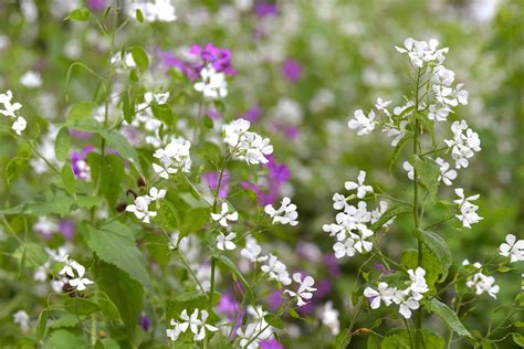 Lunaria (Silver Dollar Plant): Care & Growing Guide