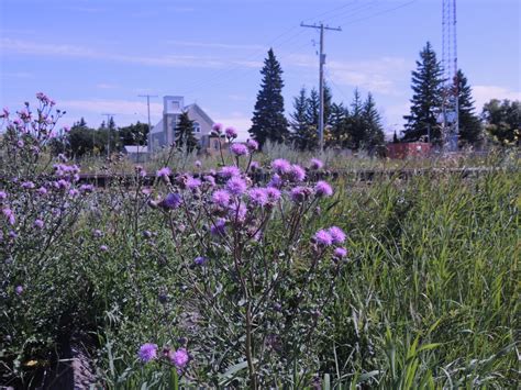 Download free photo of Russian thistle,thistle,plant,ditch,prairie ...