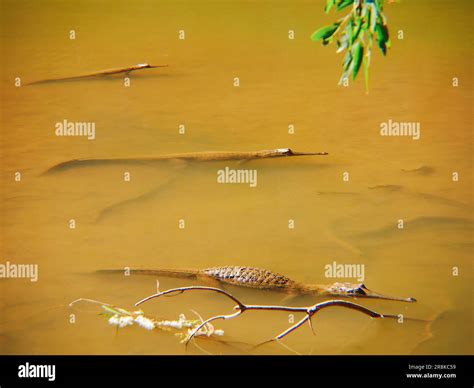 Fresh Water Crocodiles, Windjana Gorge, The Kimberley Western Australia ...