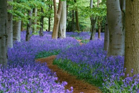 Pin by Lisa Cohen on Beautiful Scenery | Bluebells, Blue bell flowers ...