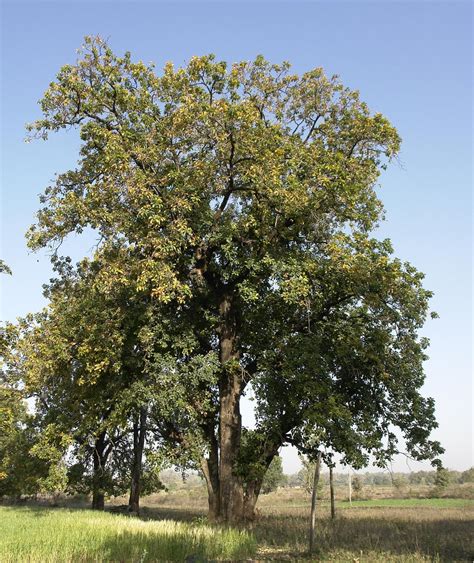 Mahua (Madhuca longifolia) | Feedipedia