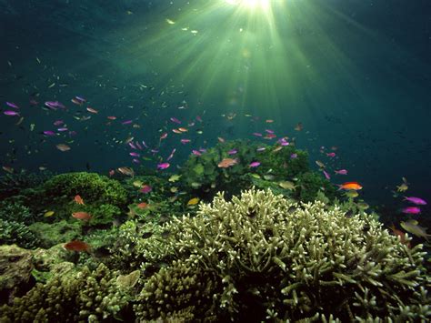 Underwater Sea Fishes HD wallpapers | npicx | we share