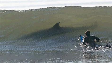 Daryl Chapman Info: Why Sharks Attack Surfers